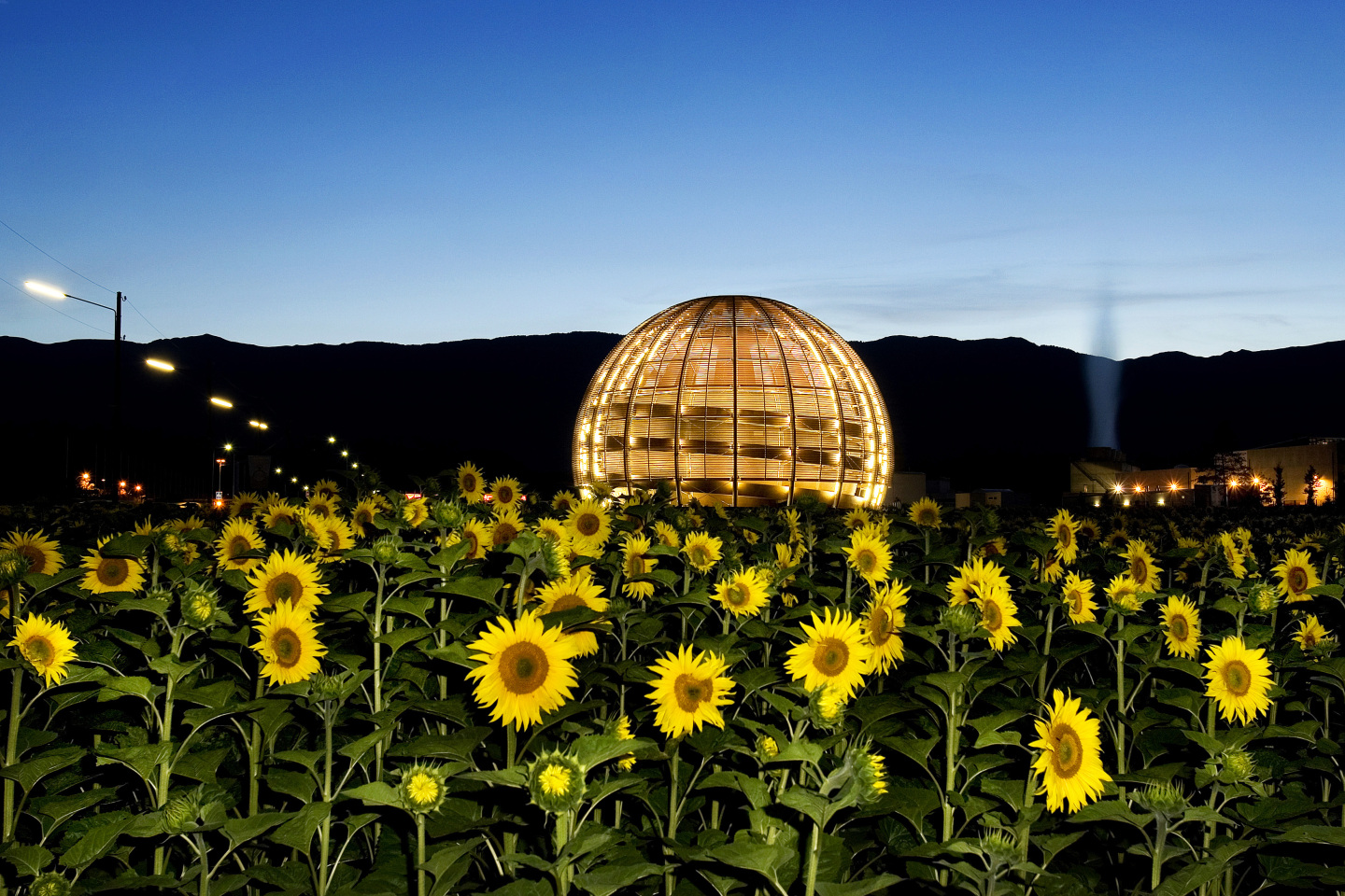 CERN Globe of Science and Innovation with sunflowers