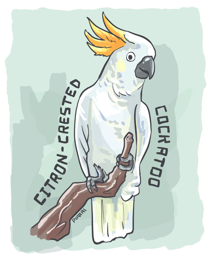 Digital illustration of a white cockatoo perched on a branch. She is looking toward us with her head slightly cocked. She is white with orange crested feathers on her head, and a dark gray beak and feet.