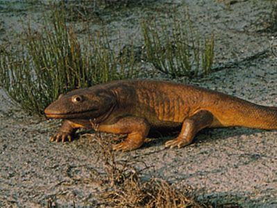 reconstruction of ichthyostega, early land tetrapod resembling a large brown salamander. its legs are shaped and positioned similarly to the dog