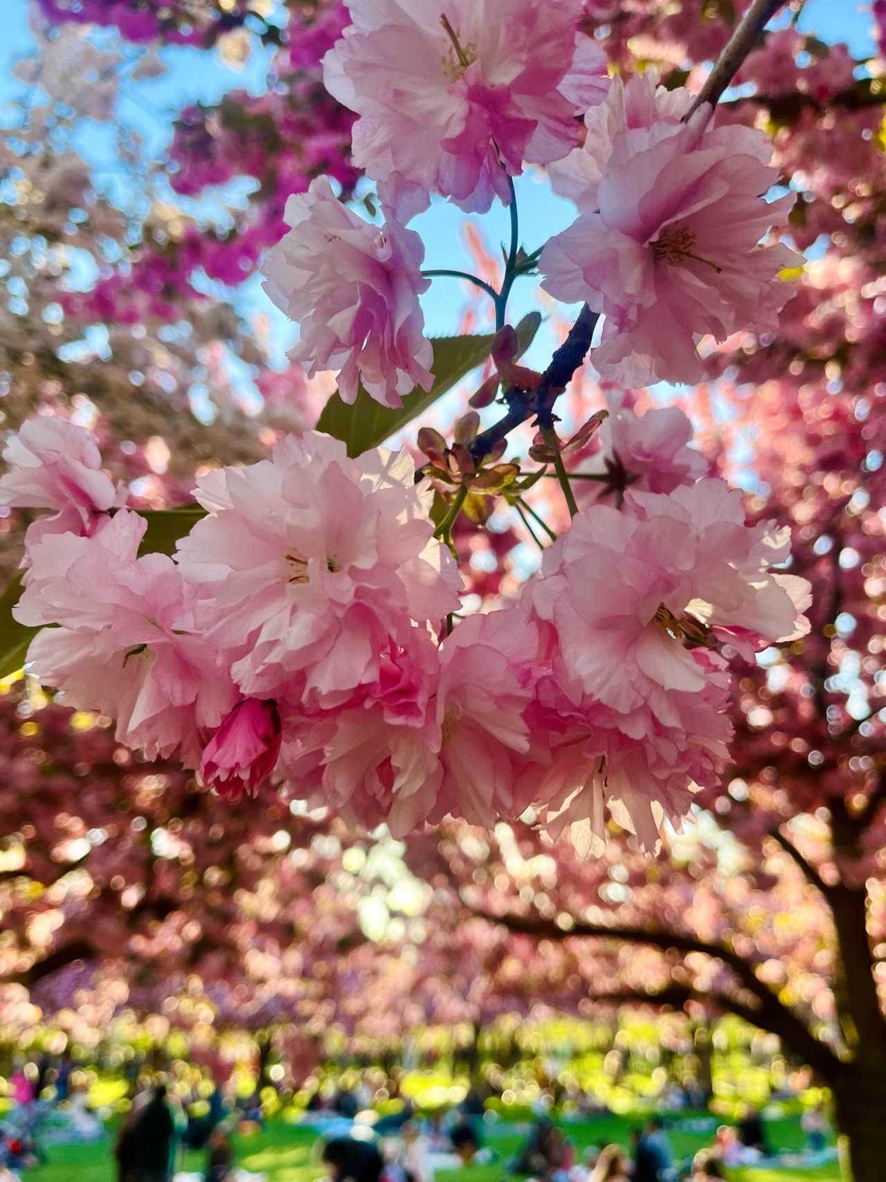 a close up picture of cherry blossoms on a tree. the blossoms are pale and vivid pink and dangle from above. more cherry trees are blurred in the background and dozens of people are sitting on the green grass underneath the treess