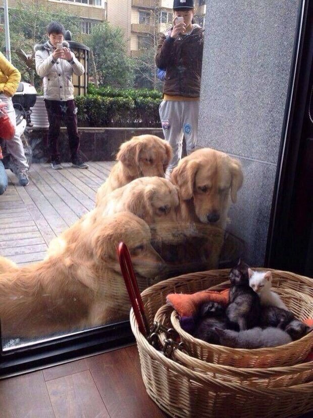 babyanimalgifs:
“I’m begging you to look at this.”