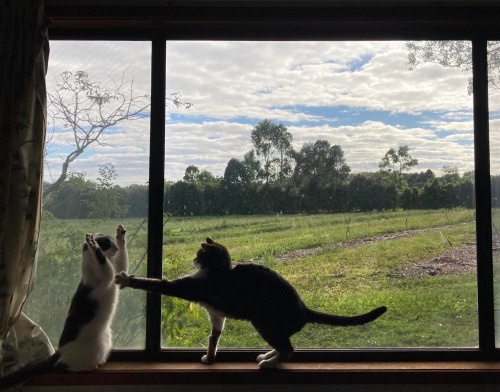 henk-heijmans:
“Two cats on a window sill, 2020 - photographer unknown
”