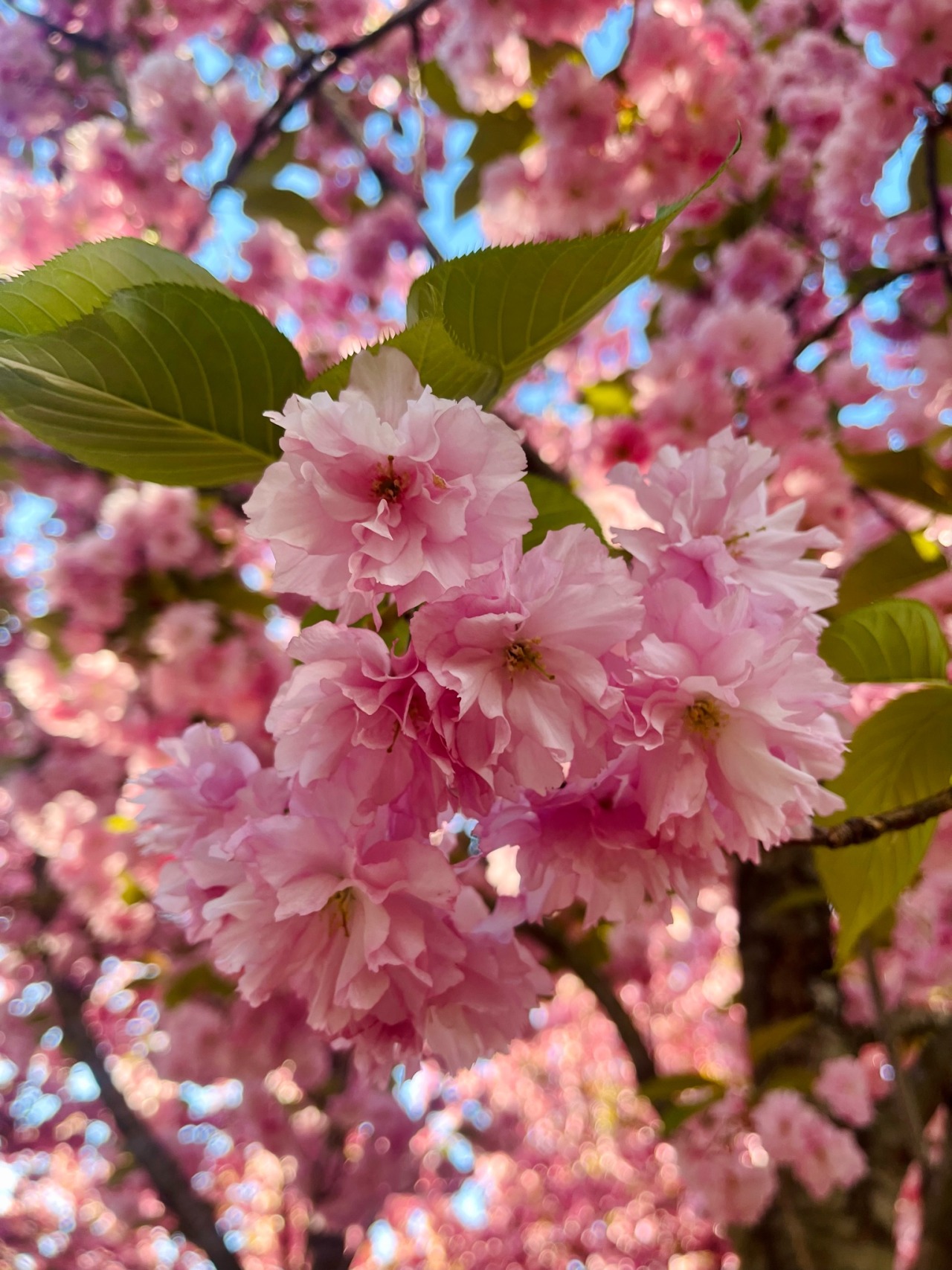a close up photo of a cluster of pale pink cherry blossoms with bright green leaves framing the blooms
