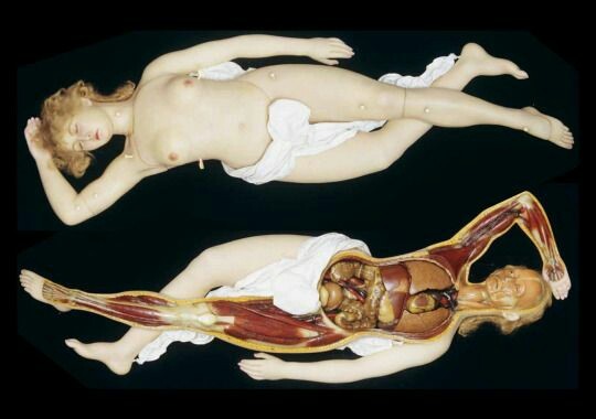 thisistheuncannyvalley:
“Wax anatomical Venus, intact and in partial dissection, by the workshop of Rudolph, Dresden, Germany c. 1930.
”
