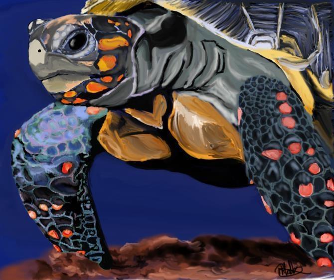 Digital Art- Tortoise
http://yearoftheescapeddream.tumblr.com/