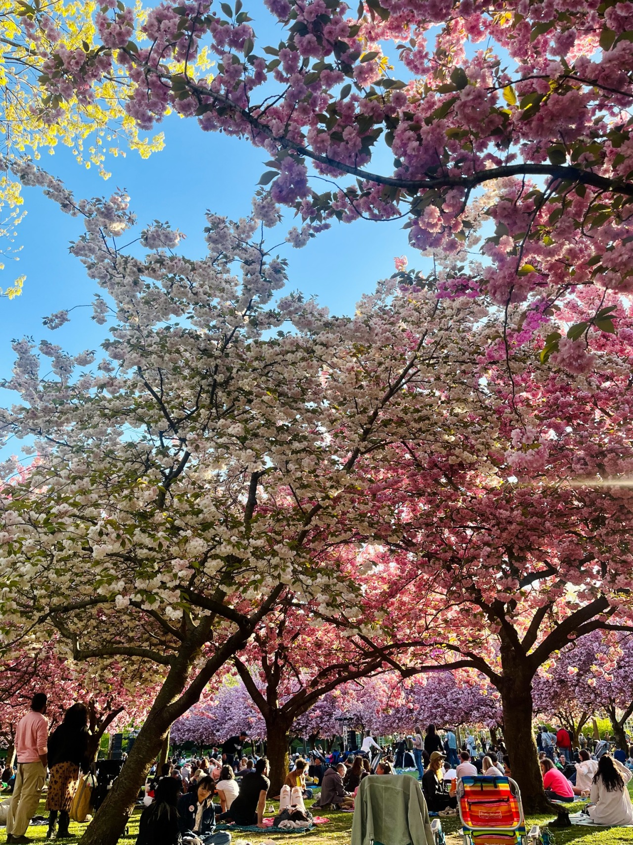 two cherry trees in full bloom. the tree on the right is pale pink while the tree on the left has white blooms. dozens of people on picnic blankets are sitting underneath, and a line of cherry trees in full bloom is in the background