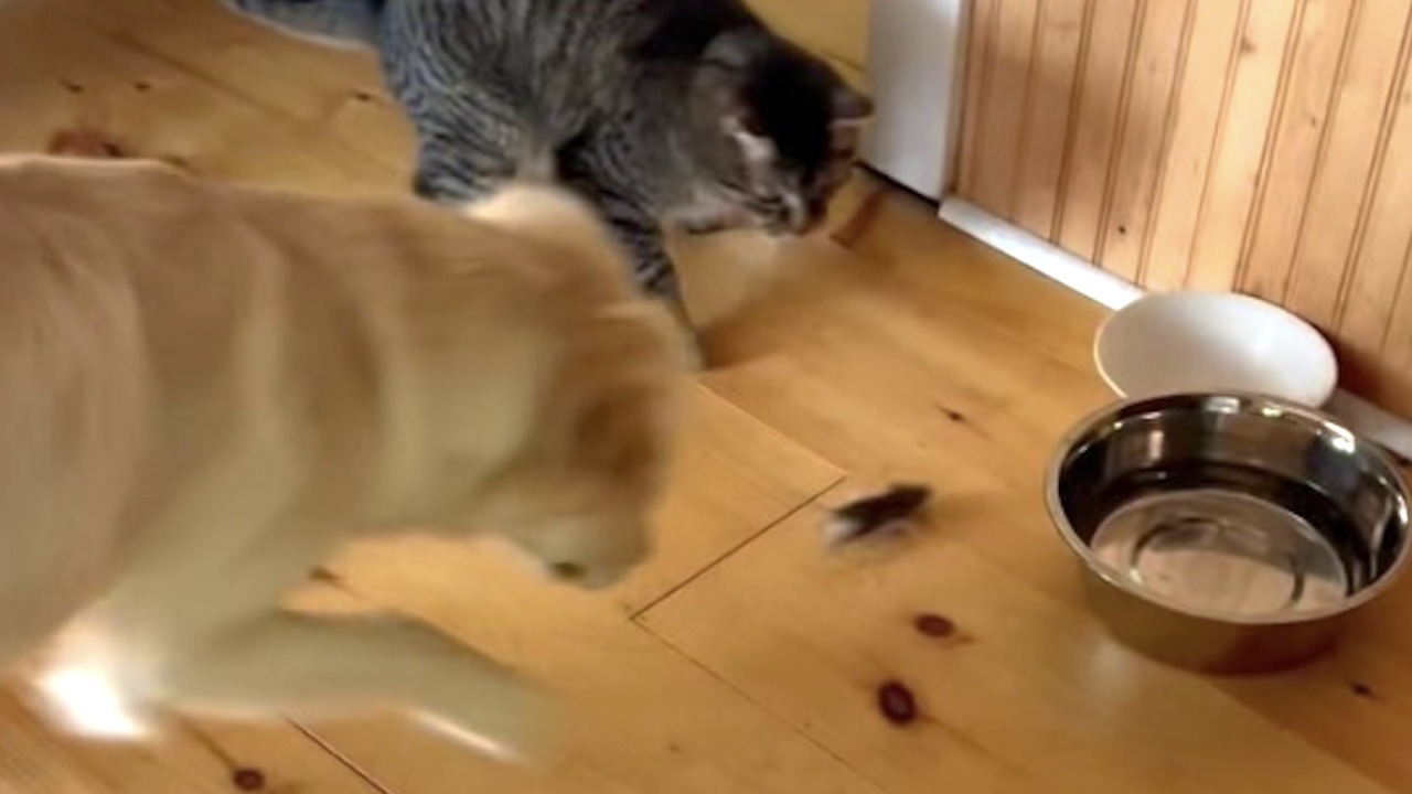 Confused Dog and Cat Don’t Know What to Do With a Wayward Mouse Running Around Their Kitchen