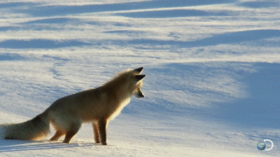 fox jumping into snow