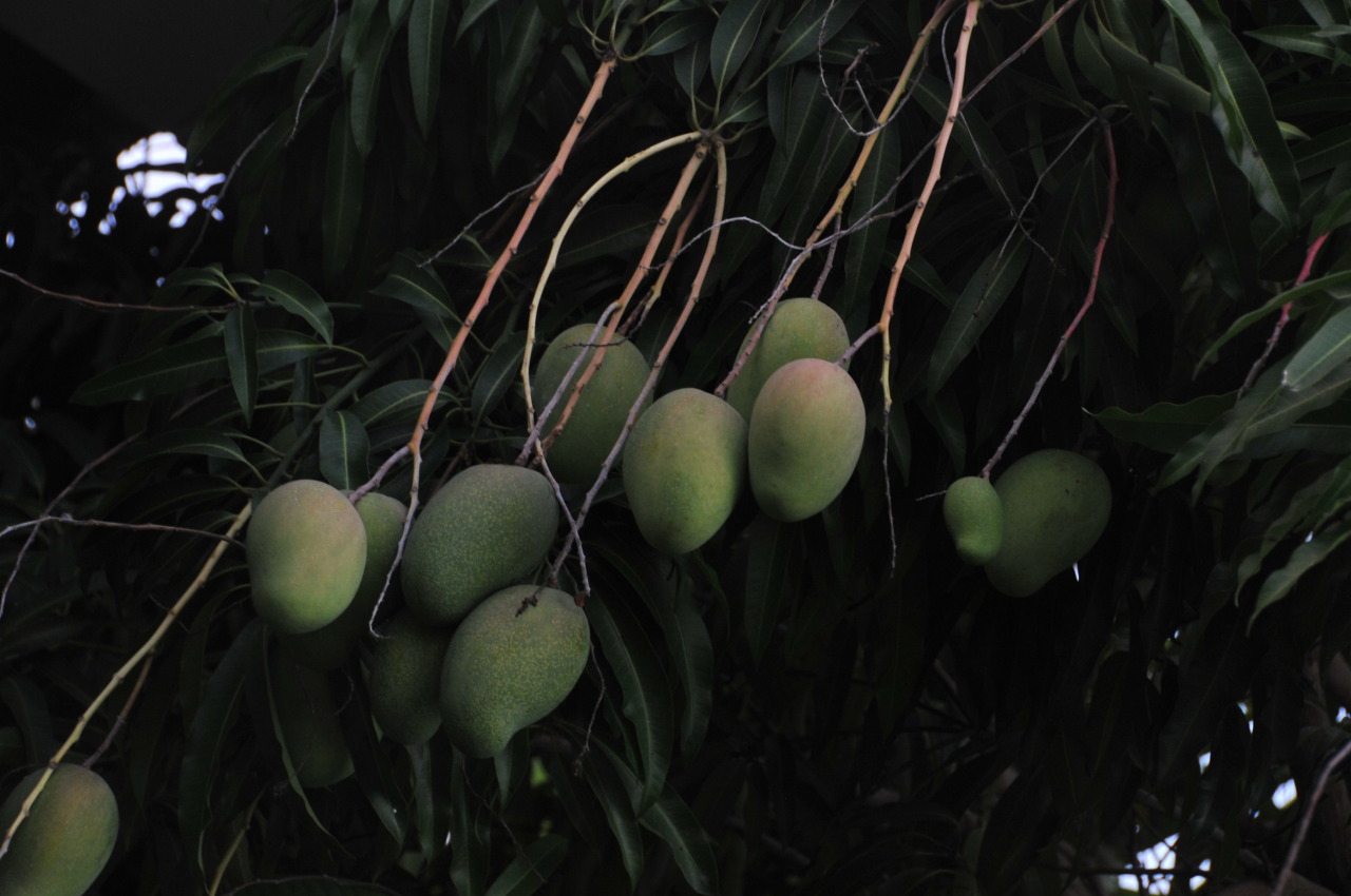thetherapistsol:
“East Indian Mangoes before ripening (Jamaica)
”