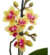 Orquídea Phalaenopsis Mini Flor Amarela, Planta Adulta