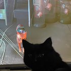 r/cats - “Is being a cat a game to you?”