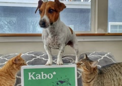 Jack Russell Terrier standing high and mighty ontop of a Kabo delivery box with cats sniffing around the box