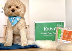 White curly haired dog sitting next to Kabo delivery box with chicken and beef meal in front