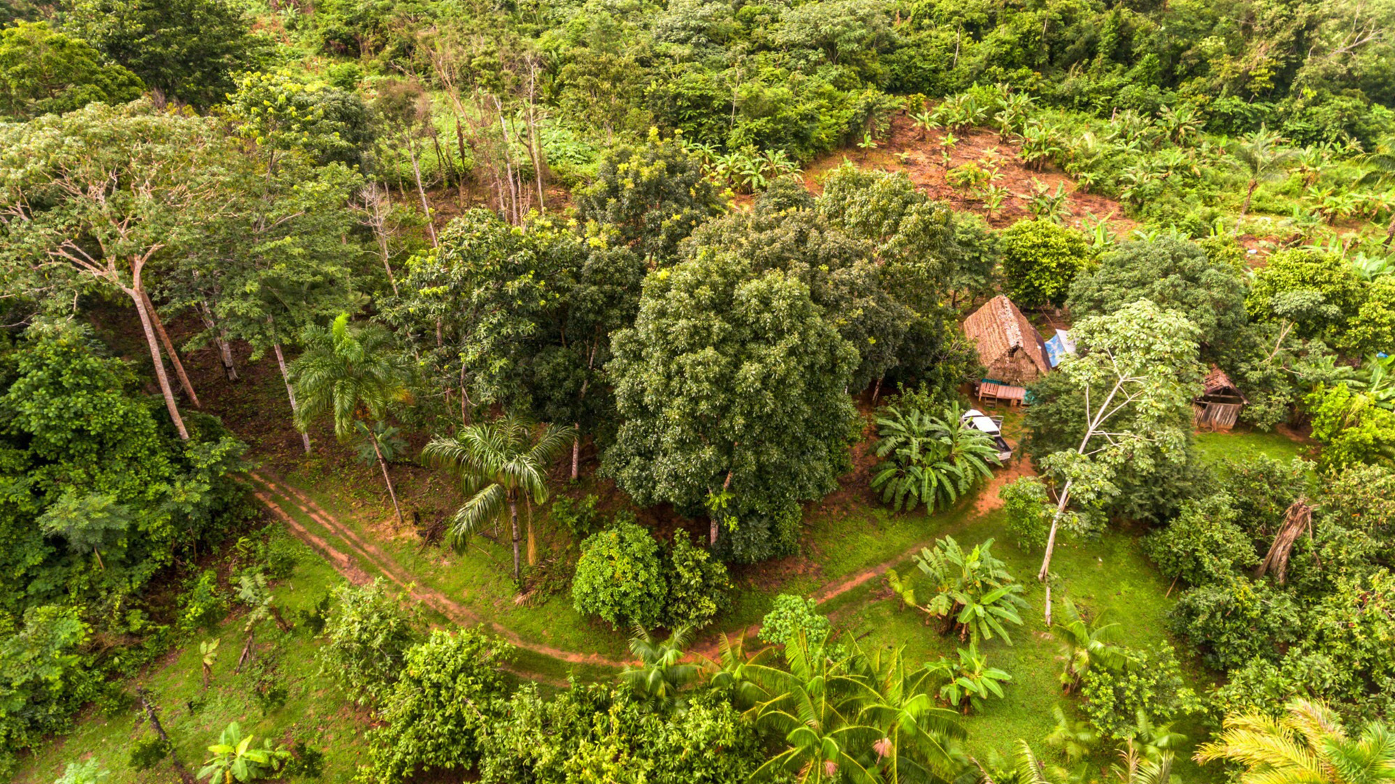 Amazon agroforestry land with a variety of tropical crops including bananas, brazil nuts, papaya, pineapple, yuca, and more.