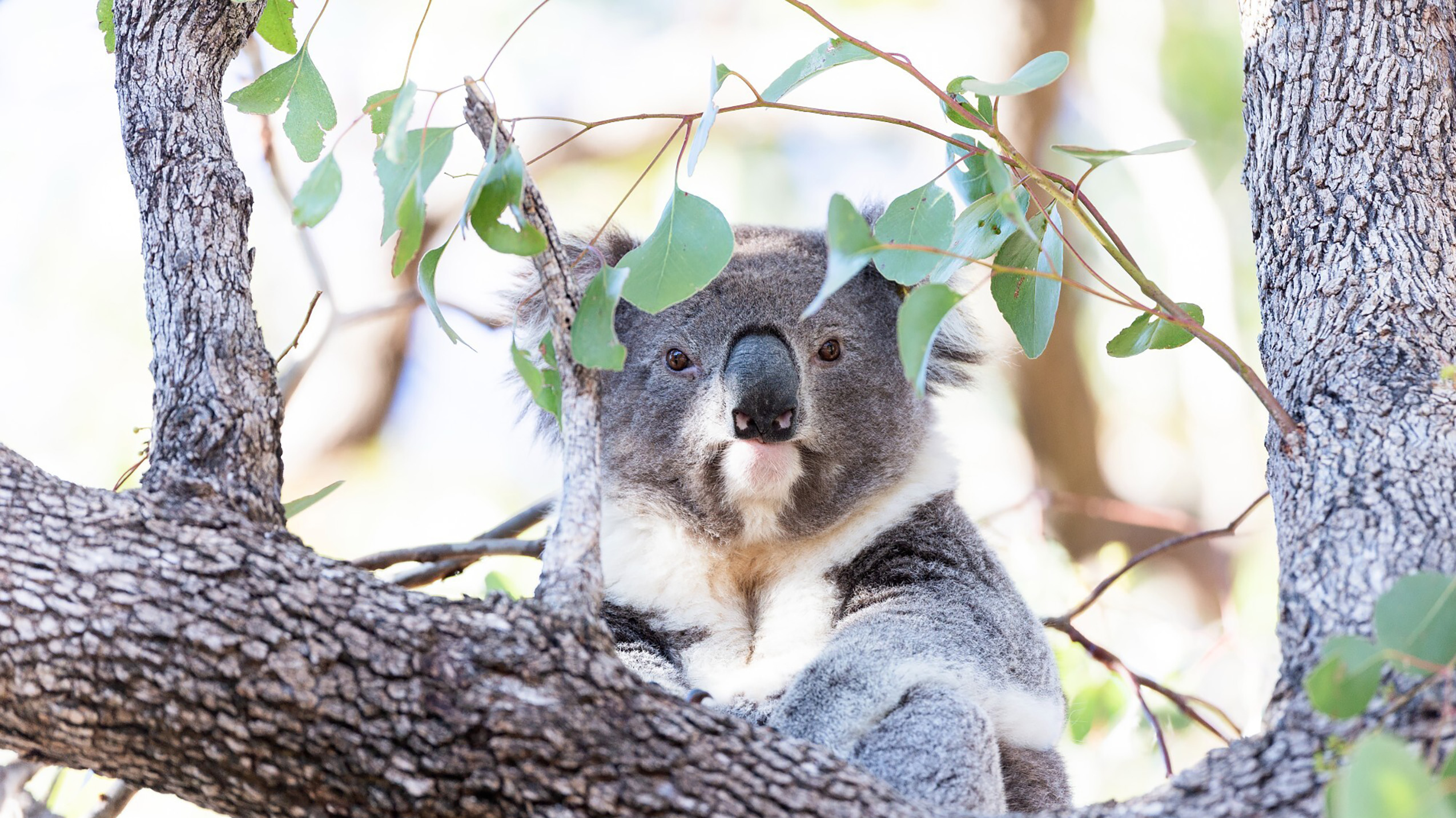 A koala sits on a tree branch high in a tree.