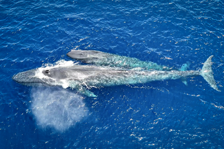 Pygmy blue whale nursing her calf off the coast of Timor-Leste. (Image expanded to fit aspect ratio using generative tools)