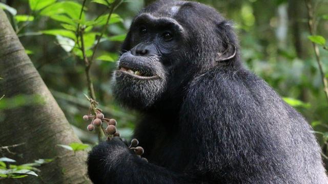 chimpanzee-1.jpg 