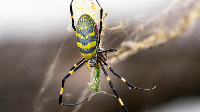 Japanese Joro orb-weaver spider eating a grasshopper 