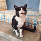 r/teefies - Thought you all would enjoy these magnificent teefies. My neighbors used to feed this cat in our small Moroccan town.