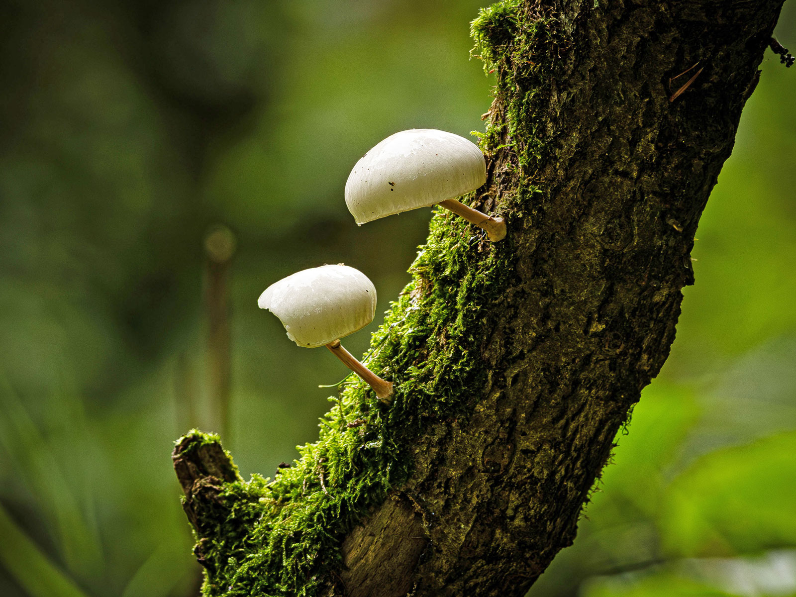 Mushrooms growing on mossy bark of a tree
