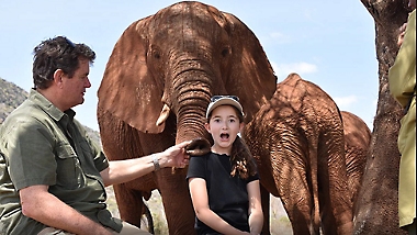 一名成人和一名儿童与两头大象互动。
