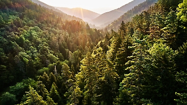 山脊完全被树木覆盖的景色。