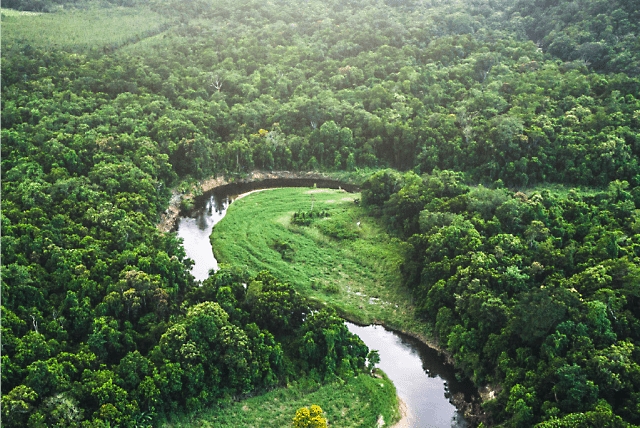 Luftaufnahme eines gewundenen Flusses und eines üppigen Waldes