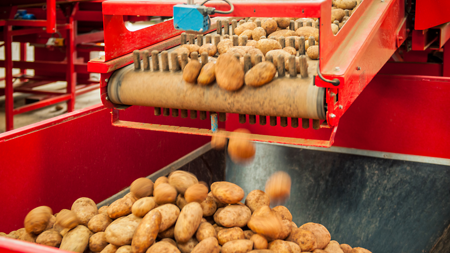 Batatas rolando de uma linha de fábrica para um classificador