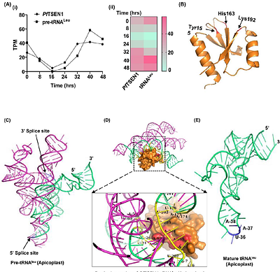 A first-in-Plasmodium study on tRNA intron splicing endonuclease PfTSEN1 and its substrate expression in clinical stage malaria
