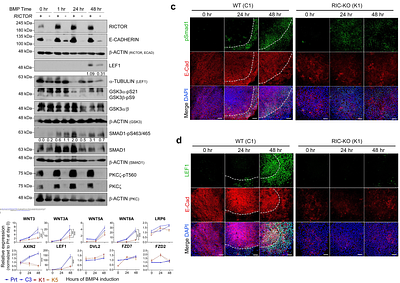 mTORC2-mediated cell-cell interaction promote BMP4-induced WNT activation and mesoderm differentiation