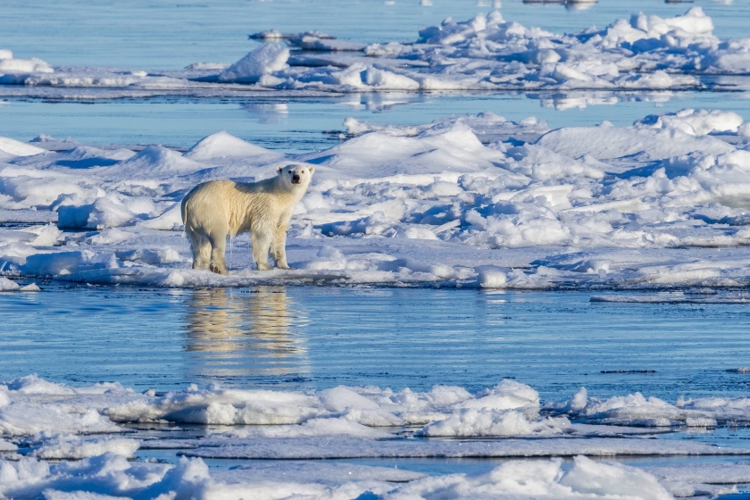 A polar bear stands on a melting ice flow