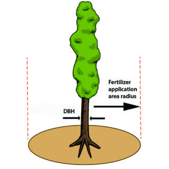 Fig. 5. For trees with naturally narrow or columnar canopies or trees whose canopies have been reduced with specialized pruning techniques, calculate the radius of the fertilizer application area based on the diameter of the trunk at breast height (dbh). Measure the dbh in inches (measured 4 ½ feet above the ground) and multiply it by either 1 or 1.5 to determine the radius of the root zone area in feet.