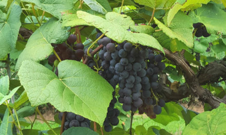 Bunch Grapes