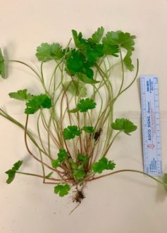Carolina geranium (Geranium carolinianum) stems range from red to green, and the plant has a shallow taproot. Adam Gore, ©2019, Clemson Extension