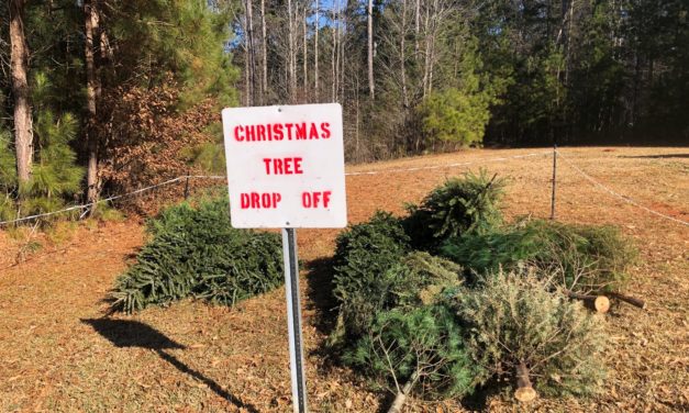 Repurposing  Christmas Trees To Benefit Wildlife