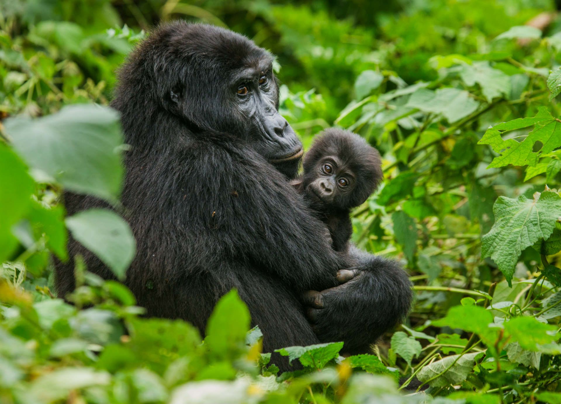mountain-gorilla-uganda-shutterstock_355160669