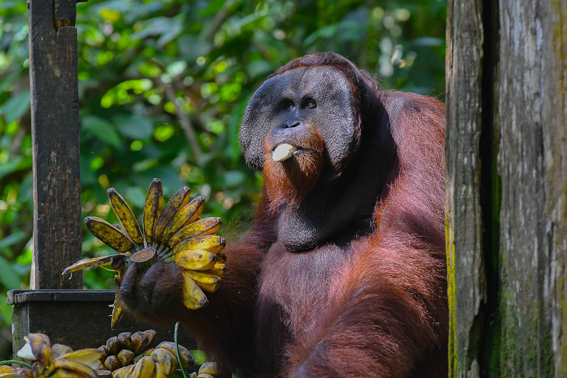 Orangutan in the jungle of Sabah, Borneo, Malaysia ©  jaiman taip/Shutterstock