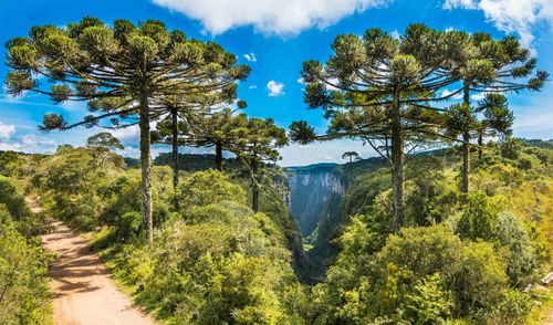 araucaria-trees-itaimbezinho-canyon-cambara-do-sul-rio-grande-do-sul-brazil-shutterstock_1348232165