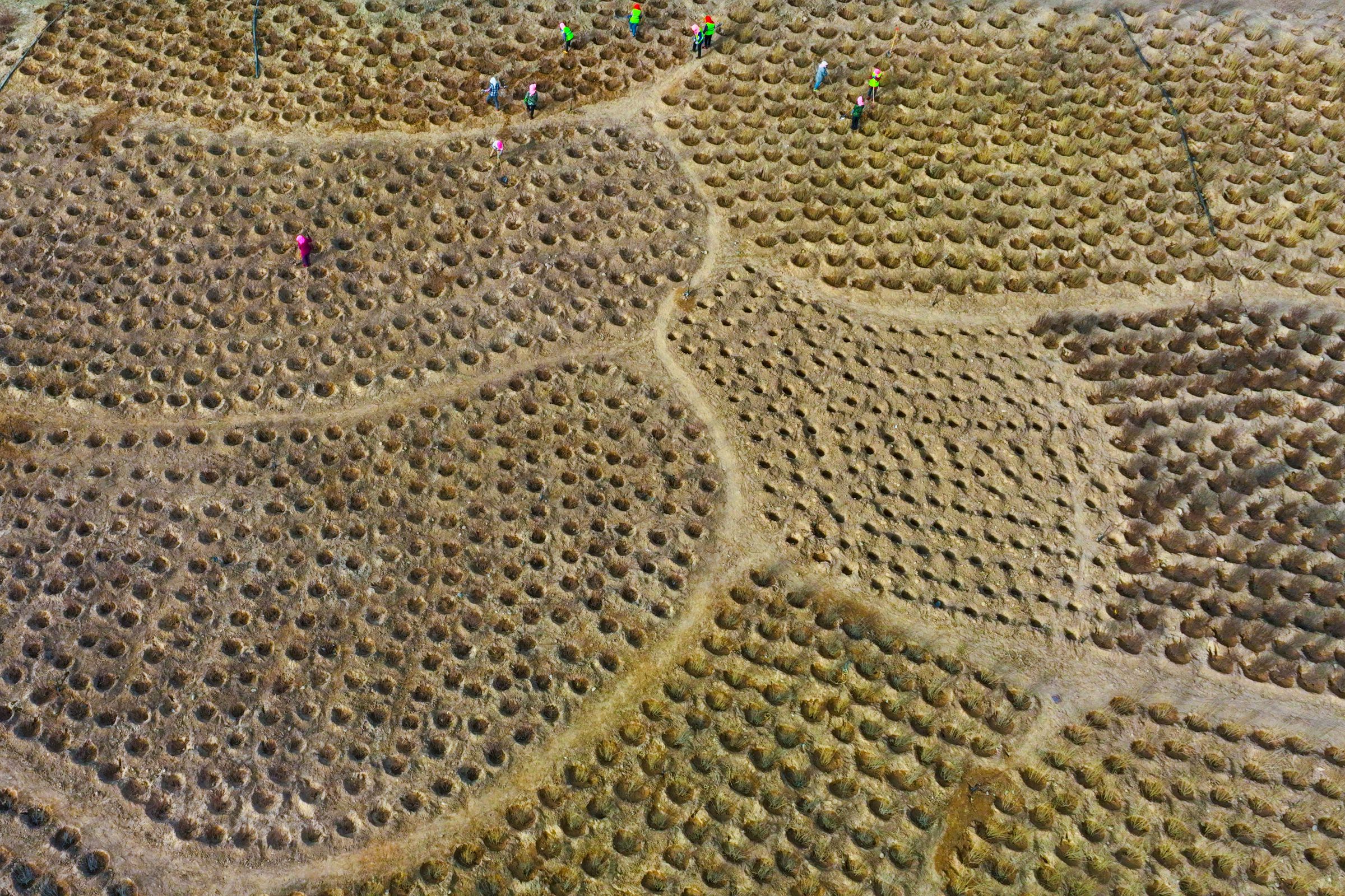 An aerial view of workers among a field of tree saplings.