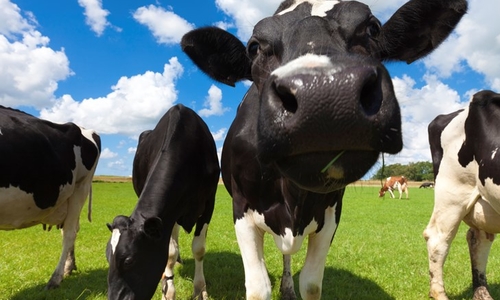Close-up of dairy cows in pasture against a blue sky.