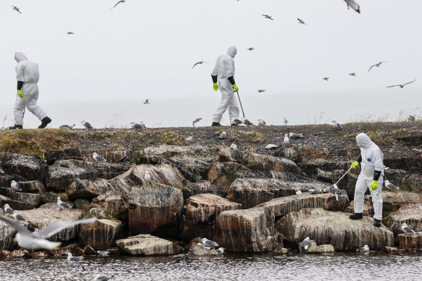 Scientists collect dead birds in Norway following a bird flu outbreak.