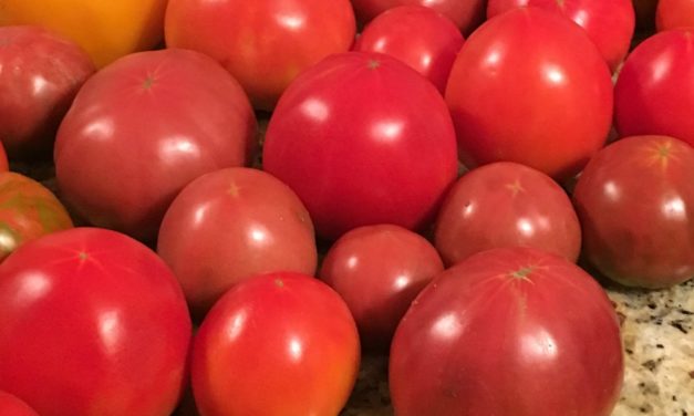 Tomato Basics