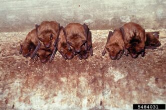 Big brown bat, a common species in South Carolina roosting 