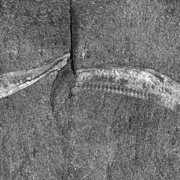 catalog number usnm pal 57628, a fossilized pikaia gracilens specimen in a slab of burgess shale from the paleobiology collections at the smithsonian institution national museum of natural history in washington, dc