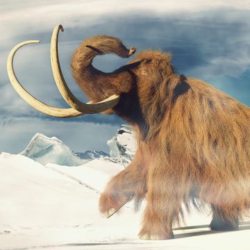 woolly mammoth, prehistoric animal in frozen ice age landscape