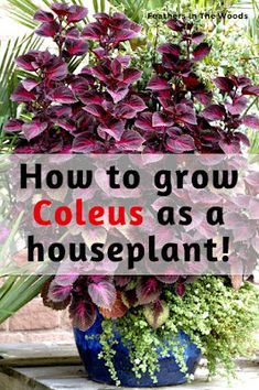 purple flowers in a blue pot with the words how to grow coleus as a houseplant