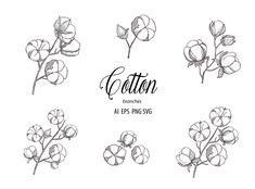 cotton flowers with the words cotton on it and an image of them in black ink
