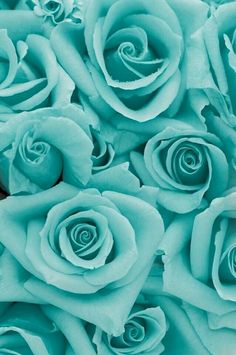 blue roses are shown in this close up photo
