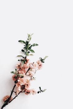 a branch with pink flowers on it against a white wall