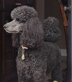 a black poodle standing in front of a door with tennis balls on the ground